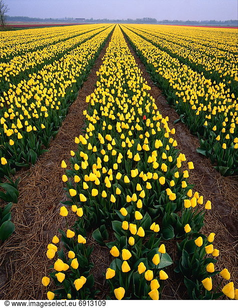 Tulip Field  Haarlem  Holland