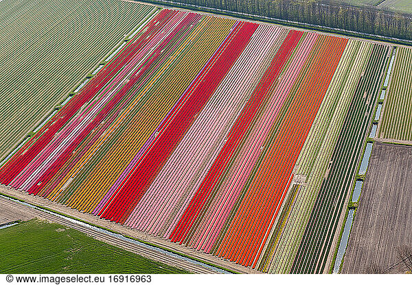 Tulip fields  North Holland  Netherlands