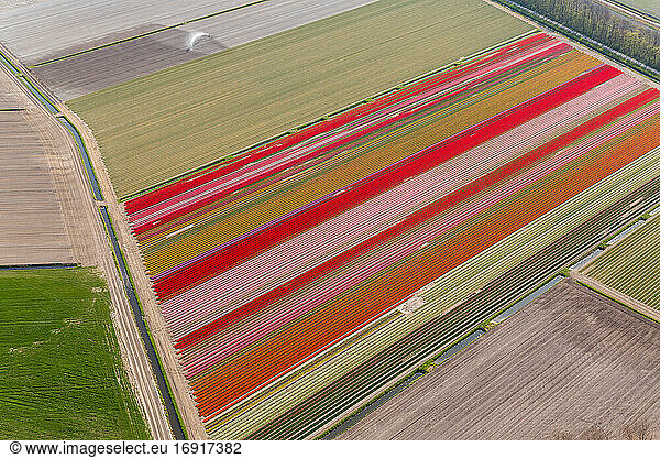 Tulip fields  North Holland  Netherlands