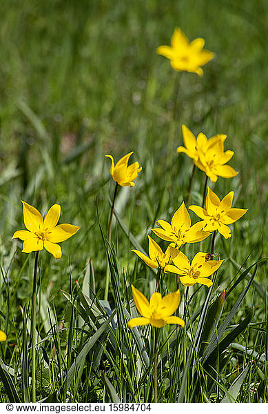 Tulipa sylvestris on a meadow