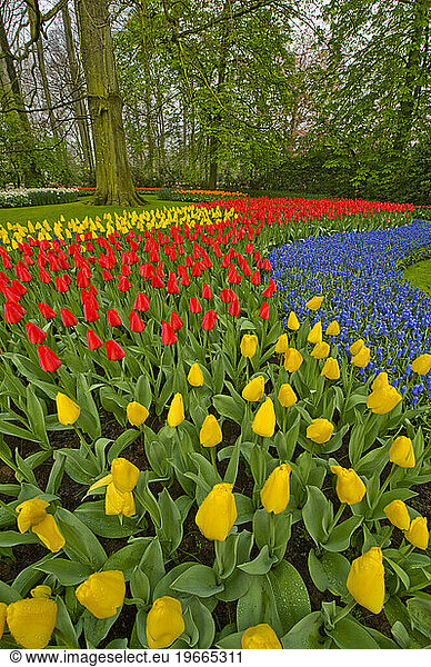 Tulips and hyacinth growing in rows at Keukenhof Gardens  Lisse  Netherlands.