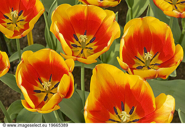 Tulips blooming in Keukenhof Gardens  Lisse  Netherlands.
