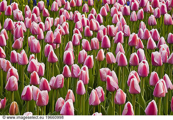 Tulips growing in a garden at Keukenhof Gardens  Lisse  Netherlands.