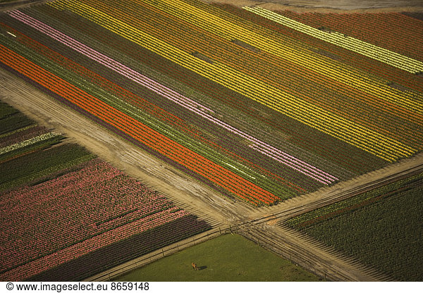 Tulips in bloom create a colourful pattern in the fields of Skagit Valley  Washington  seen from the air.