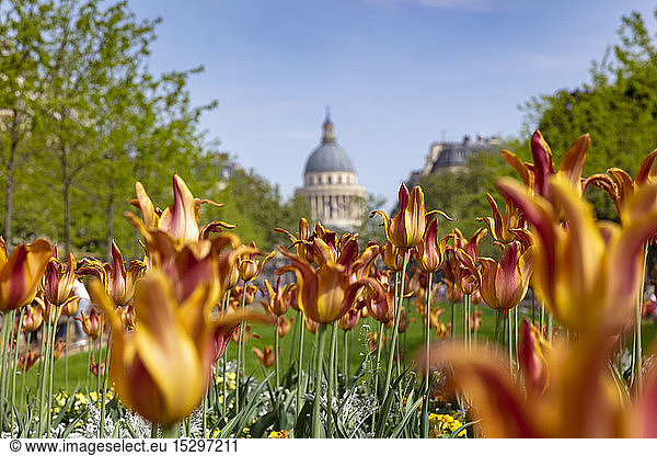 Tulips in Jardin du Luxembourg  Pantheon in background  Paris  France
