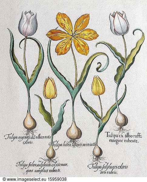 Tulipsn (Tulipa)  hand-coloured copper engraving by Basilius Besler  from Hortus Eystettensis  1613