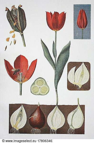 Tulpe  Tulip  Historisch  digital restaurierte Reproduktion einer Vorlage aus dem 19. Jahrhundert