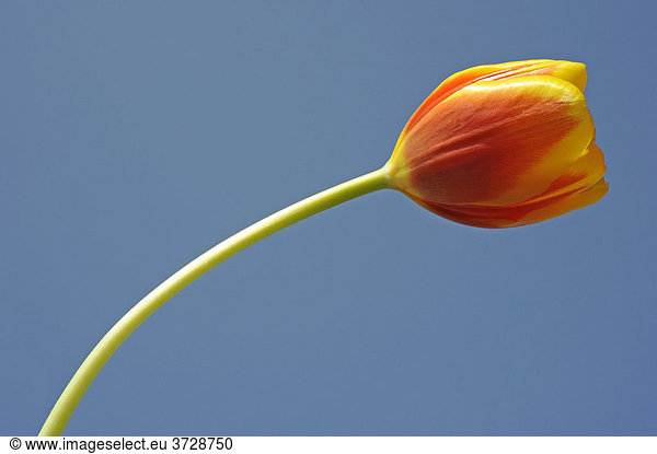 Tulpe (Tulipa)