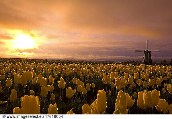 Tulpen auf einem in goldenes Sonnenlicht getauchten Feld bei Sonnenuntergang mit einer silhouettierten Windmühle auf der Wooden Shoe Tulip Farm; Woodburn  Oregon  Vereinigte Staaten von Amerika