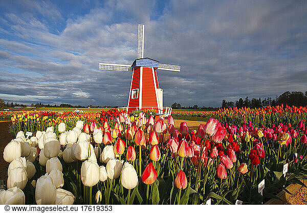 Tulpen in Nahaufnahme im Vordergrund und eine Windmühle auf der Wooden Shoe Tulip Farm; Woodburn  Oregon  Vereinigte Staaten von Amerika