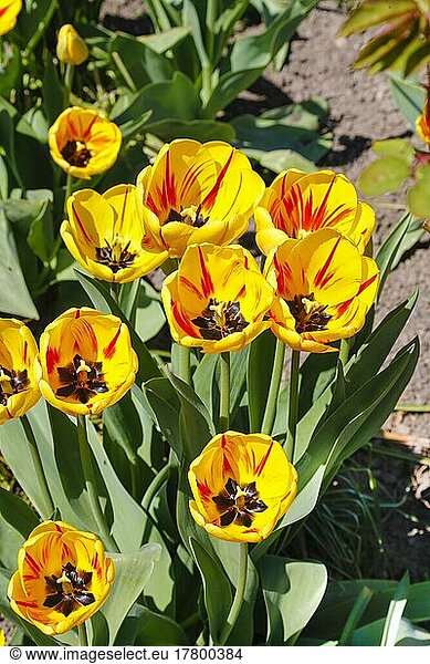Tulpen (Tulipa)  im Rosengarten Ulm  Garten  Beete  Parkanlage  gelbe Blüten  Blumen  Frühjahrsblüher  Adlerbastei  Ulm  Baden-Württemberg  Deutschland  Europa