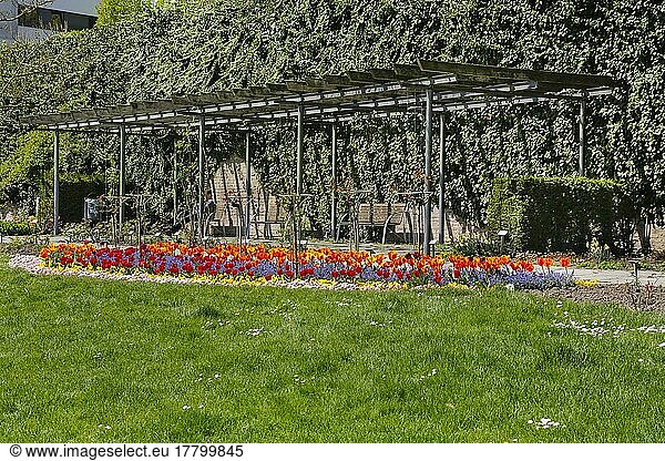 Tulpen (Tulipa) im Rosengarten Ulm  Garten  Beete  Parkanlage  rote und orangefarben Blüten  Blumen  Frühjahrsblüher  Pavillon  Sitzplatz  Adlerbastei  Ulm  Baden-Württemberg  Deutschland  Europa
