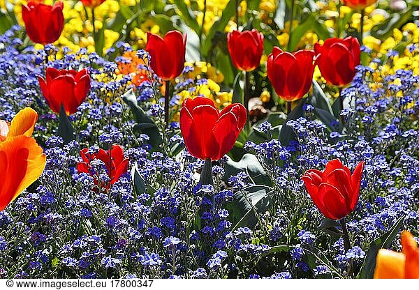 Tulpen (Tulipa) im Rosengarten Ulm  Garten  Beete  Parkanlage  rote und violette Blüten  Blumen  Frühjahrsblüher  Adlerbastei  Ulm  Baden-Württemberg  Deutschland  Europa