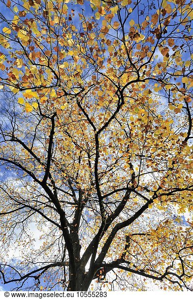 Tulpenbaum (Liriodendron tulipifera) Herbstlaub vor blauem Himmel Nordrhein-Westfalen Deutschland Europa