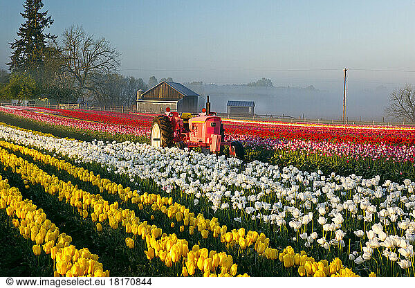 Tulpenfeld und ein Traktor auf der Wooden Shoe Tulip Farm; Woodburn  Oregon  Vereinigte Staaten von Amerika