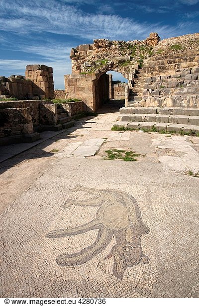 Tunisia  Northern Tunisia  Bulla Regia  ruins of underground Roman-era villas  theater and bear mosaic