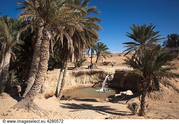 Tunisia  The Jerid Area  Tozeur  Belvedere Rocks  oasis springs