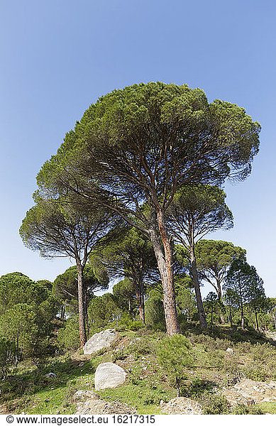 Turkey  View of Aleppo Pine at Madra Dagi