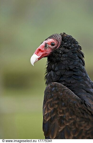 Turkey vulture (Cathartes aura) adult  close-up of head and shoulders