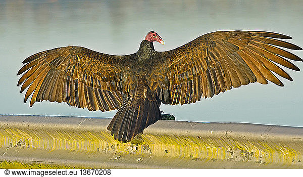 Turkey Vulture (Cathartes aura); basking; Volusia County  FL.