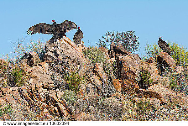 Turkey Vultures (Cathartes aura) basking. Big Bend Park TX in April.