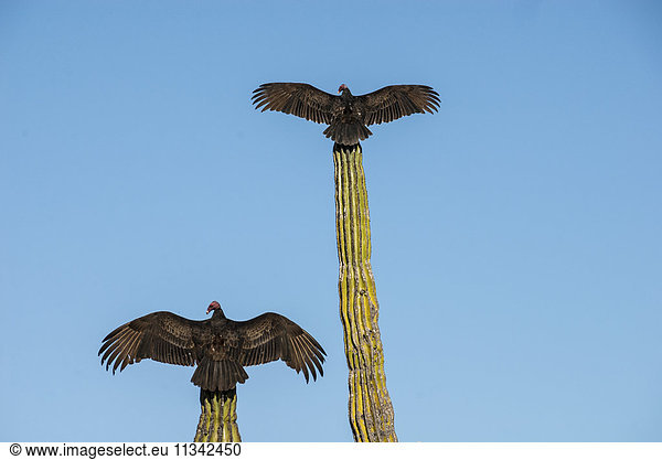 Turkey vultures on Cardon cacti  morning warm-up  San Ignacio  Baja California  Mexico  North America