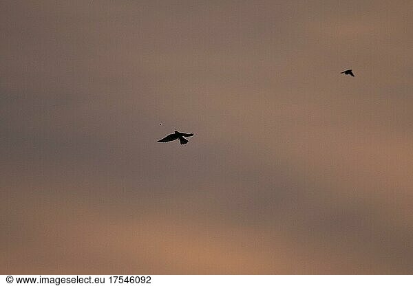 Turmfalke (Falco tinnunculus) fängt schwärmende Käfer  Abendlicht  Kanton Solothurn  Schweiz  Europa
