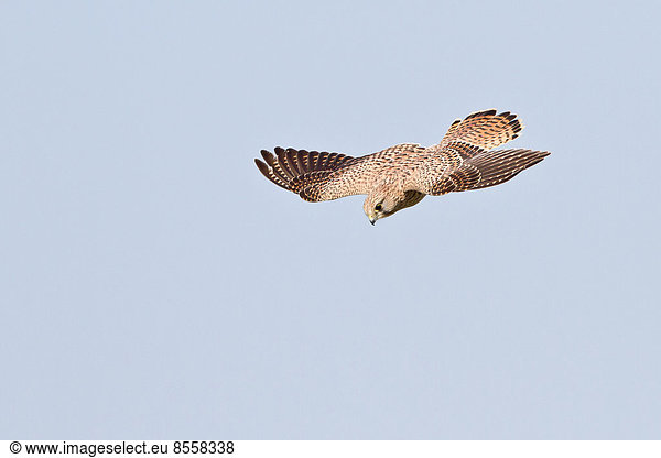Turmfalke (Falco tinnunculus) im Flug