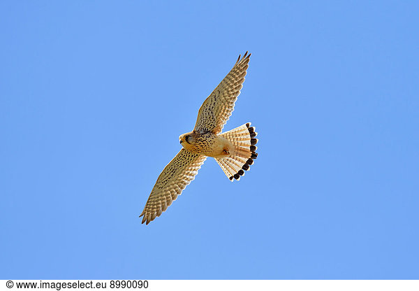 Turmfalke (Falco tinnunculus) im Flug  Schweiz