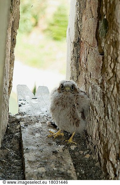 Turmfalke (Falco tinnunculus)  Jungvogel  Kirchturm  Nest