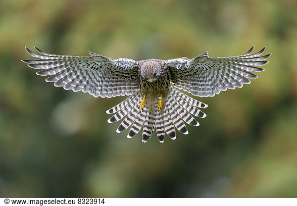 Turmfalke (Falco tinnunculus)  Weibchen im Flug