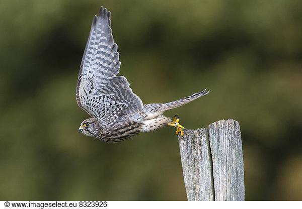 Turmfalke (Falco tinnunculus)  Weibchen im Flug