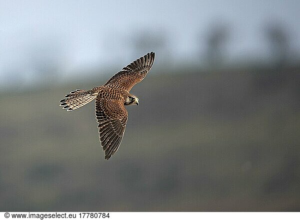 Turmfalke  Turmfalken (Falco tinnunculus)  Falke  Greifvögel  Tiere  Vögel  Common Kestrel immature male  in flight  Powys  Wales