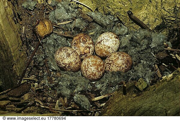 Turmfalke  Turmfalken (Falco tinnunculus)  Falke  Greifvögel  Tiere  Vögel  Common Kestrel nest and eggs
