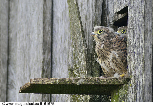 Turmfalken (Falco tinnunculus)  Jungvögel  Emsland  Niedersachsen  Deutschland