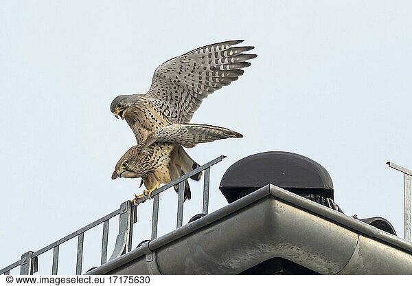 Turmfalken (Falco tinnunculus)  Paarung auf Hausdach  Hessen  Deutschland  Europa
