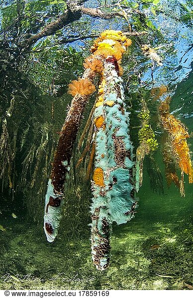 Turquoise sponge (Haliclona (Reniera) manglaris)  et mangrove ascidians (Ecteinascidia turbinata) (gardens of the queen national p) (et mangrove ascidians (Ecteinascidia turbinata) (gardens of the queen national park) (Cuba) (Central Amer) (gardens of the queen national p) (et mangrove ascidians (Ecteinascidia turbinata) (gardens of the queen national park) (Cuba) (Central Ame) (et mangrove ascidians (Ecteinascidia turbinata) (gardens of the queen national park) (Cuba) (Central Amer) (gardens of the queen national p) (et mangrove ascidians (Ecteinascidia turbinata) (gardens of the queen national park) (Cuba) (Central Amer) (gardens of the queen national park) (Cuba) (Central Amer) (gardens of the queen national p) (et mangrove ascidians (Ecteinascidia turbinata) (gardens of the queen national park) (Cuba) (Central Ame) (et mangrove ascidians (Ecteinascidia turbinata) (gardens of the queen national park) (Cuba) (Central Amer) (gardens of the queen national p) (et mangrove ascidians (Ecteinascidia turbinata) (gardens of the queen national park) (Cuba) (Central Amer) (Cuba) (Central Amer) (gardens of the queen national p) (et mangrove ascidians (Ecteinascidia turbinata) (gardens of the queen national park) (Cuba) (Central Ame) (et mangrove ascidians (Ecteinascidia turbinata) (gardens of the queen national park) (Cuba) (Central Amer) (gardens of the queen national p) (et mangrove ascidians (Ecteinascidia turbinata) (gardens of the queen national park) (Cuba) (Central Amer) (gardens of the queen national park) (Cuba) (Central Amer) (gardens of the queen national p) (et mangrove ascidians (Ecteinascidia turbinata) (gardens of the queen national park) (Cuba) (Central Ame) (et mangrove ascidians (Ecteinascidia turbinata) (gardens of the queen national park) (Cuba) (Central Amer) (gardens of the queen national p) (et mangrove ascidians (Ecteinascidia turbinata) (gardens of the queen national park) (Cuba) (Central Amer) (Central Amer) (gardens of the queen national p) (et mangrove ascidians (Ecteinascidia turbinata) (gardens of the queen national park) (Cuba) (Central Ame) (et mangrove ascidians (Ecteinascidia turbinata) (gardens of the queen national park) (Cuba) (Central Amer) (gardens of the queen national p) (et mangrove ascidians (Ecteinascidia turbinata) (gardens of the queen national park) (Cuba) (Central Amer) (gardens of the queen national park) (Cuba) (Central Amer) (gardens of the queen national p) (et mangrove ascidians (Ecteinascidia turbinata) (gardens of the queen national park) (Cuba) (Central Ame) (et mangrove ascidians (Ecteinascidia turbinata) (gardens of the queen national park) (Cuba) (Central Amer) (gardens of the queen national p) (et mangrove ascidians (Ecteinascidia turbinata) (gardens of the queen national park) (Cuba) (Central Amer) (Cuba) (Central Amer) (gardens of the queen national p) (et mangrove ascidians (Ecteinascidia turbinata) (gardens of the queen national park) (Cuba) (Central Ame) (et mangrove ascidians (Ecteinascidia turbinata) (gardens of the queen national park) (Cuba) (Central Amer) (gardens of the queen national p) (et mangrove ascidians (Ecteinascidia turbinata) (gardens of the queen national park) (Cuba) (Central Amer) (gardens of the queen national park) (Cuba) (Central Amer) (gardens of the queen national p) (et mangrove ascidians (Ecteinascidia turbinata) (gardens of the queen national park) (Cuba) (Central Ame) (et mangrove ascidians (Ecteinascidia turbinata) (gardens of the queen national park) (Cuba) (Central Amer) (gardens of the queen national p) (et mangrove ascidians (Ecteinascidia turbinata) (gardens of the queen national park) (Cuba) (Central Amer) (gardens of the queen national p) (et mangrove ascidians (Ecteinascidia turbinata) (gardens of the queen national park) (Cuba) (Central Ame) (et mangrove ascidians (Ecteinascidia turbinata) (gardens of the queen national park) (Cuba) (Central Amer) (gardens of the queen national p) (et mangrove ascidians (Ecteinascidia turbinata) (gardens of the queen national park) (Cuba) (Central Amer) (gardens of the queen national park) (Cuba) (Central Amer) (gardens of the queen national p) (et mangrove ascidians (Ecteinascidia turbinata) (gardens of the queen national park) (Cuba) (Central Ame) (et mangrove ascidians (Ecteinascidia turbinata) (gardens of the queen national park) (Cuba) (Central Amer) (gardens of the queen national p) (et mangrove ascidians (Ecteinascidia turbinata) (gardens of the queen national park) (Cuba) (Central Amer) (Cuba) (Central Amer) (gardens of the queen national p) (et mangrove ascidians (Ecteinascidia turbinata) (gardens of the queen national park) (Cuba) (Central Ame) (et mangrove ascidians (Ecteinascidia turbinata) (gardens of the queen national park) (Cuba) (Central Amer) (gardens of the queen national p) (et mangrove ascidians (Ecteinascidia turbinata) (gardens of the queen national park) (Cuba) (Central Amer) (gardens of the queen national park) (Cuba) (Central Amer) (gardens of the queen national p) (et mangrove ascidians (Ecteinascidia turbinata) (gardens of the queen national park) (Cuba) (Central Ame) (et mangrove ascidians (Ecteinascidia turbinata) (gardens of the queen national park) (Cuba) (Central Amer) (gardens of the queen national p) (et mangrove ascidians (Ecteinascidia turbinata) (gardens of the queen national park) (Cuba) (Central Amer) (Central Amer) (gardens of the queen national p) (et mangrove ascidians (Ecteinascidia turbinata) (gardens of the queen national park) (Cuba) (Central Ame) (et mangrove ascidians (Ecteinascidia turbinata) (gardens of the queen national park) (Cuba) (Central Amer) (gardens of the queen national p) (et mangrove ascidians (Ecteinascidia turbinata) (gardens of the queen national park) (Cuba) (Central Amer) (gardens of the queen national park) (Cuba) (Central Amer) (gardens of the queen national p) (et mangrove ascidians (Ecteinascidia turbinata) (gardens of the queen national park) (Cuba) (Central Ame) (et mangrove ascidians (Ecteinascidia turbinata) (gardens of the queen national park) (Cuba) (Central Amer) (gardens of the queen national p) (et mangrove ascidians (Ecteinascidia turbinata) (gardens of the queen national park) (Cuba) (Central Amer) (Cuba) (Central Amer) (gardens of the queen national p) (et mangrove ascidians (Ecteinascidia turbinata) (gardens of the queen national park) (Cuba) (Central Ame) (et mangrove ascidians (Ecteinascidia turbinata) (gardens of the queen national park) (Cuba) (Central Amer) (gardens of the queen national p) (et mangrove ascidians (Ecteinascidia turbinata) (gardens of the queen national park) (Cuba) (Central Amer) (gardens of the queen national park) (Cuba) (Central Amer) (gardens of the queen national p) (et mangrove ascidians (Ecteinascidia turbinata) (gardens of the queen national park) (Cuba) (Central Ame) (et mangrove ascidians (Ecteinascidia turbinata) (gardens of the queen national park) (Cuba) (Central Amer) (gardens of the queen national p)  et mangrove ascidians (Ecteinascidia turbinata)  gardens of the queen national park  Cuba  Central America