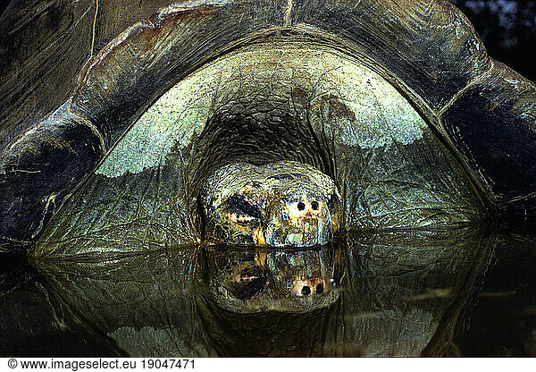 Turtle asleep in pond