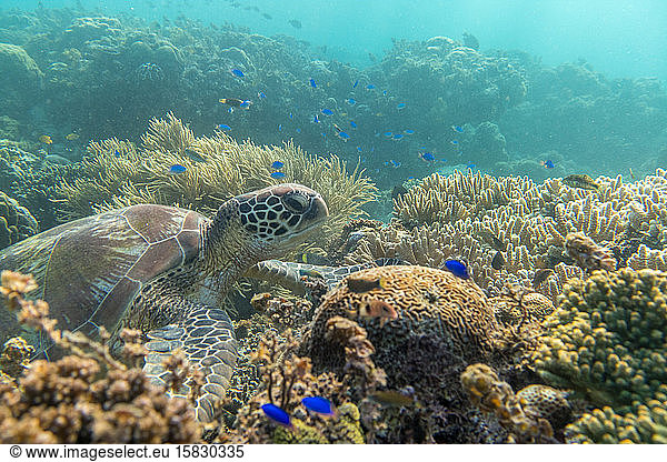 Turtle Ocean Diving among the coral