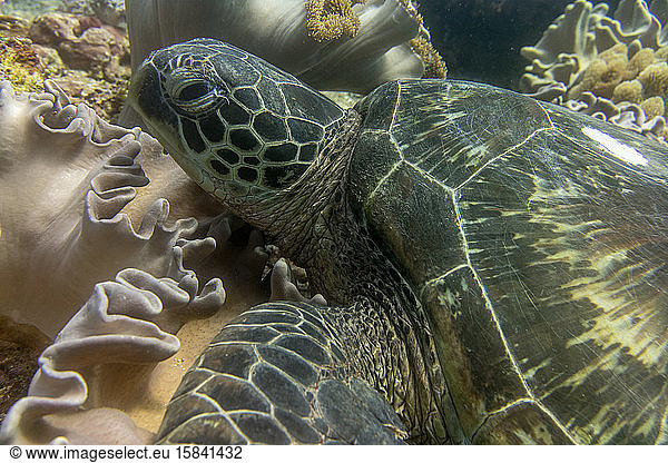 Turtle Ocean Diving among the coral