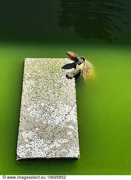 Turtle (Testudinata)  captive  climbing out of the water  sunbathing on jetty at the pond  Portugal  Europe