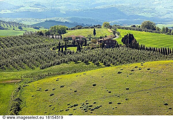 Tuscany with mediterranean cypress (Cupressus sempervirens) and olive (Olea europaea) Tuscany  Tuscany  Europe  Italy  Europe