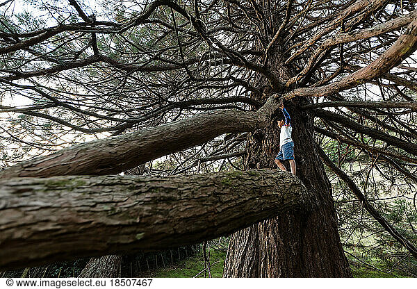 Tween boy standing on a branch on a large tree