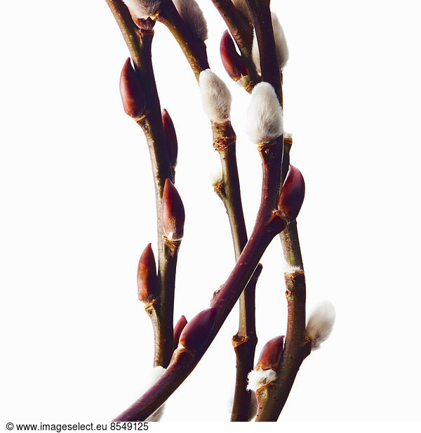 Twigs of budding flowering shrubs. Salix or pussywillow.