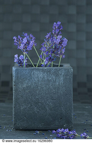Twigs of lavender in a vase made of stone