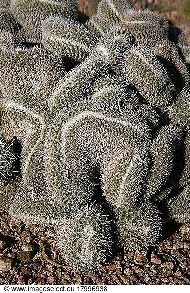 Twin-spined twin spined cactus (Mammillaria geminispina) (Cactaceae) Central Mexico