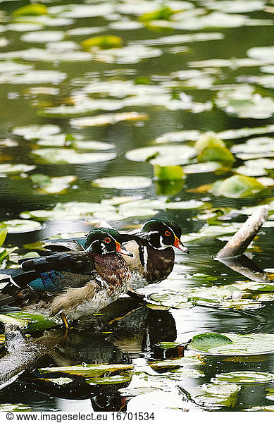 Two adult male wood ducks resting on a log in Lake Washington