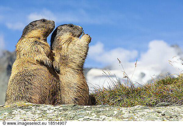 Two alpine marmots (Marmota marmota) feeding outdoors