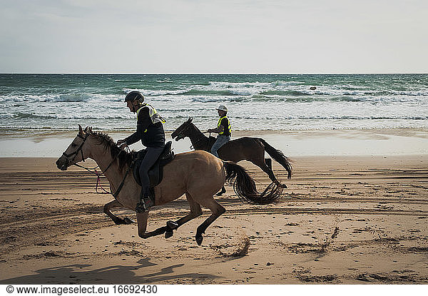 Two Andalusian horses racing down the beach in Spain