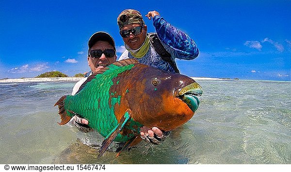 Two angler man friends holding Parrotfish ( Scarus guacamaia) while are fly fishing in Los Roques National Park Venezuela.